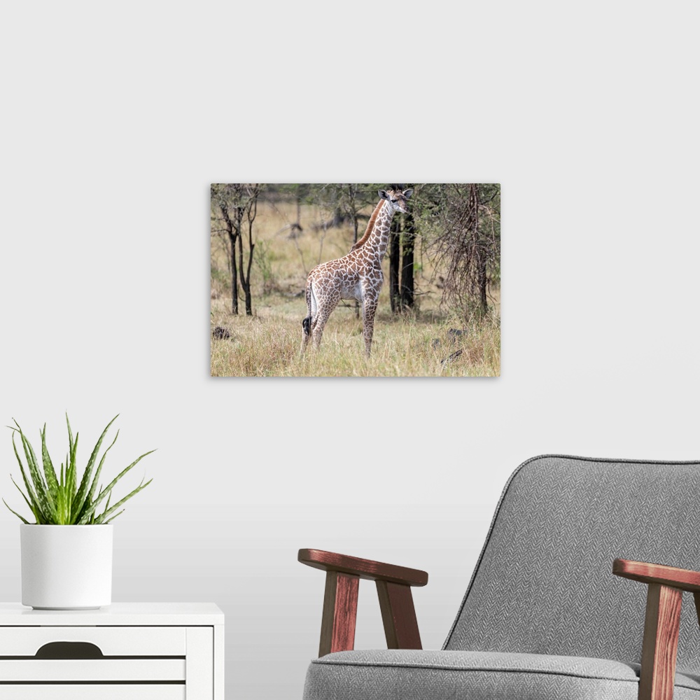A modern room featuring A lone giraffe stands tall in brush and trees of the Serengeti