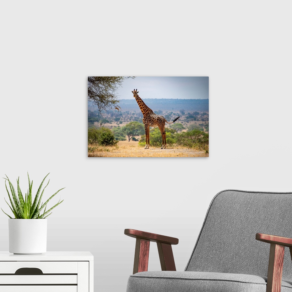 A modern room featuring A tall giraffe in Tanzania, Africa.