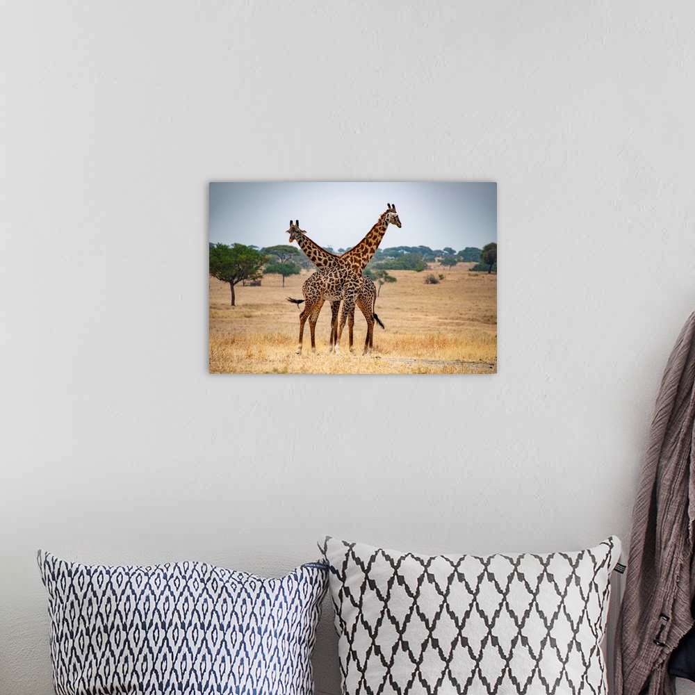 A bohemian room featuring Two tall giraffes with necks crossed in Serengeti, Tanzania, Africa.
