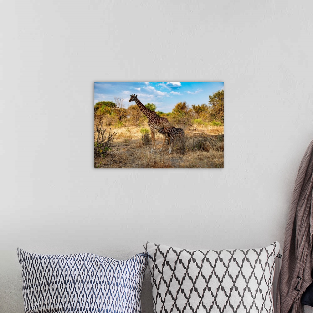 A bohemian room featuring A mom and baby giraffe in Serengeti, Africa.