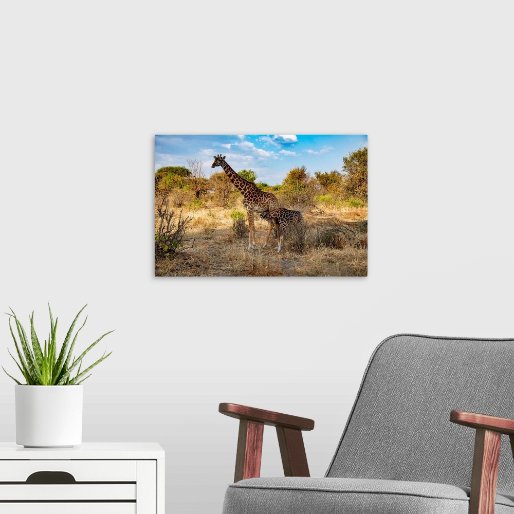 A modern room featuring A mom and baby giraffe in Serengeti, Africa.