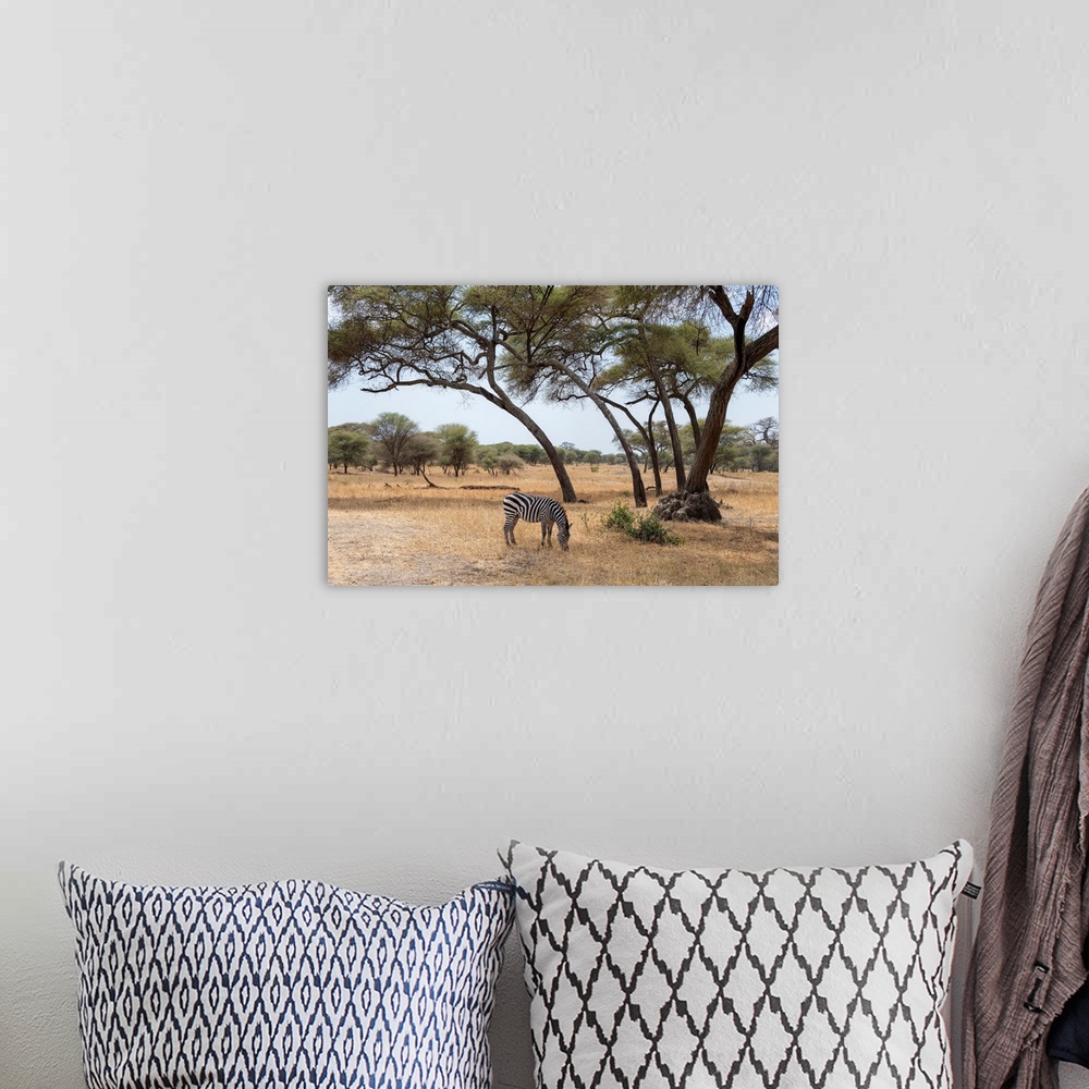 A bohemian room featuring A solitary zebra grazes for grass in the Serengeti, Tanzania, Africa.
