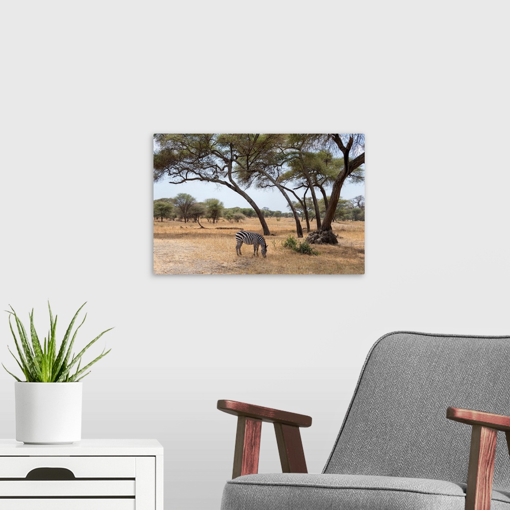 A modern room featuring A solitary zebra grazes for grass in the Serengeti, Tanzania, Africa.