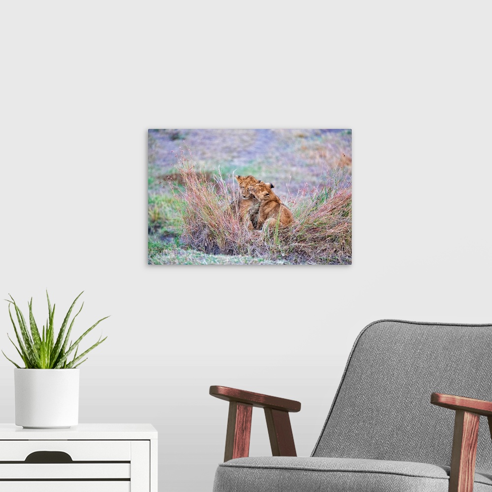 A modern room featuring Two lion cubs playfully fighting and biting in Serengeti National Reserve, Tanzania, Africa.