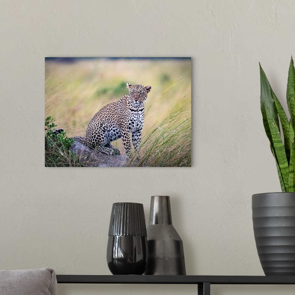 A modern room featuring A leopard is stalking prey in Serengeti National Reserve, Tanzania, Africa