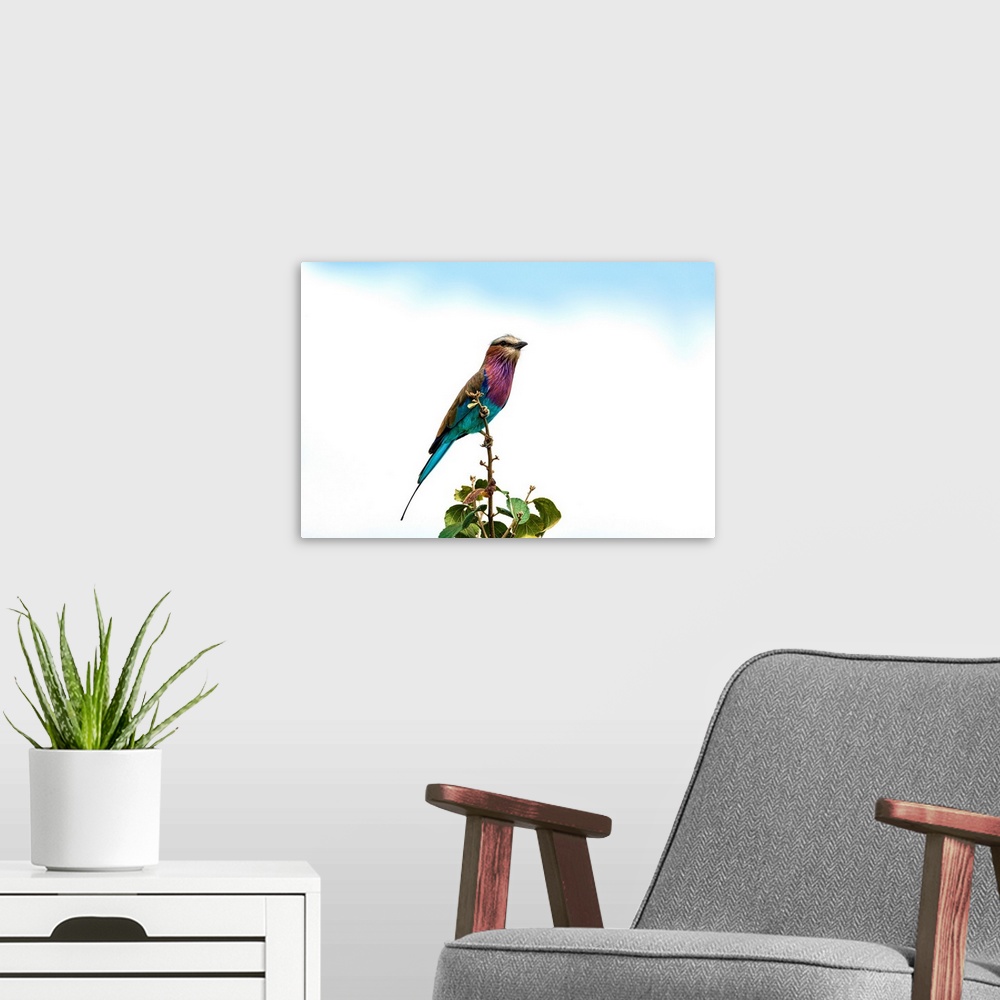 A modern room featuring A lilac breasted roller bird in Tanzania, Africa.
