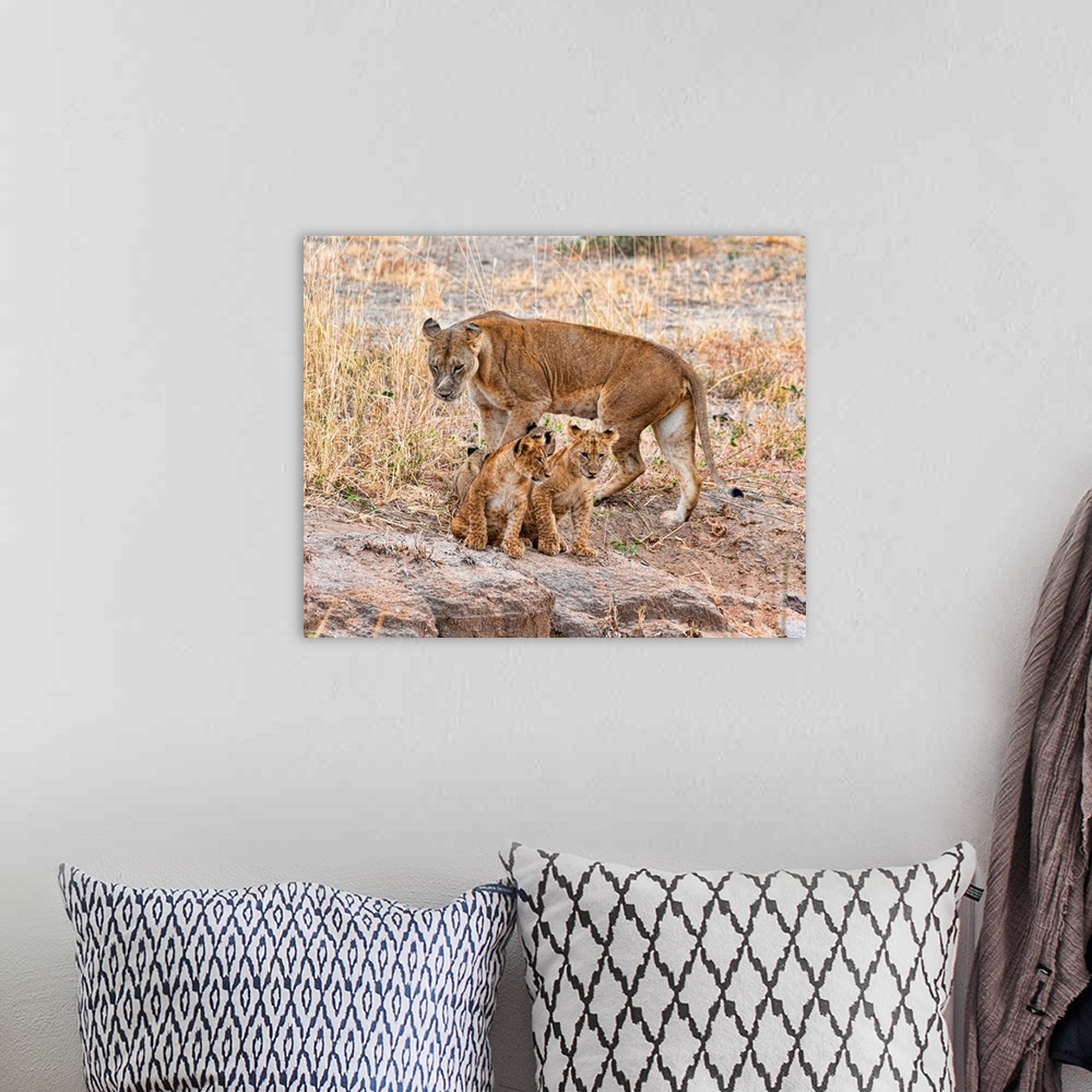 A bohemian room featuring Several lion cubs in Tanzania, Africa
