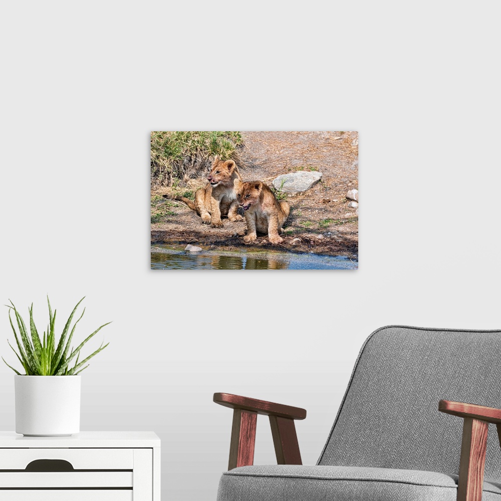 A modern room featuring Two lion cubs, one with a bloody face, sit close to eachother at a watering hole.