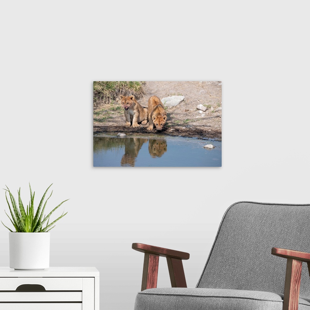 A modern room featuring Two lion cubs near a stream in Serengeti, Tanzania, Africa.