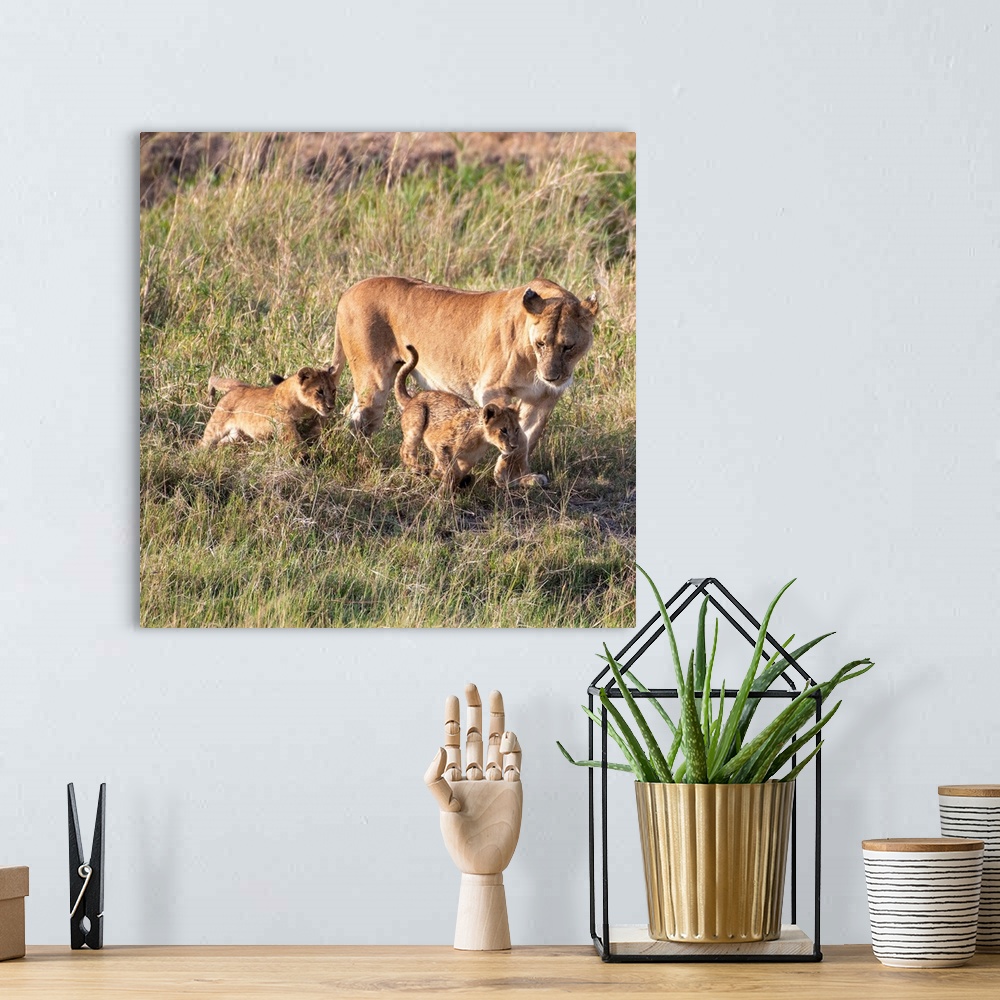 A bohemian room featuring Mom and cub lions in Serengeti National Reserve, Tanzania, Africa.