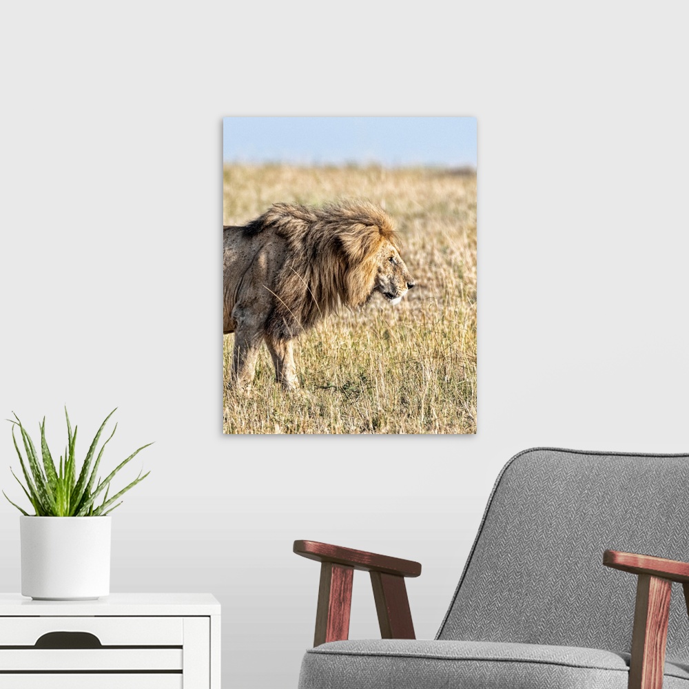 A modern room featuring A male lion in Tanzania, Africa