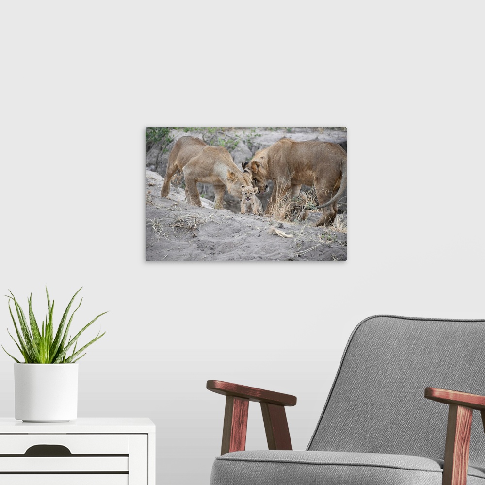 A modern room featuring A pride of lions in Serengeti, Tanzania, Africa.