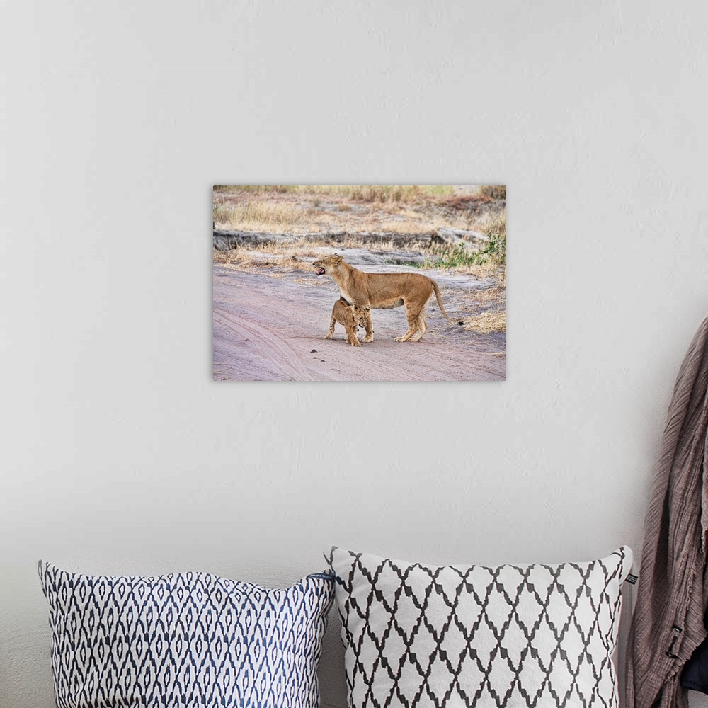 A bohemian room featuring A female lion and her cub