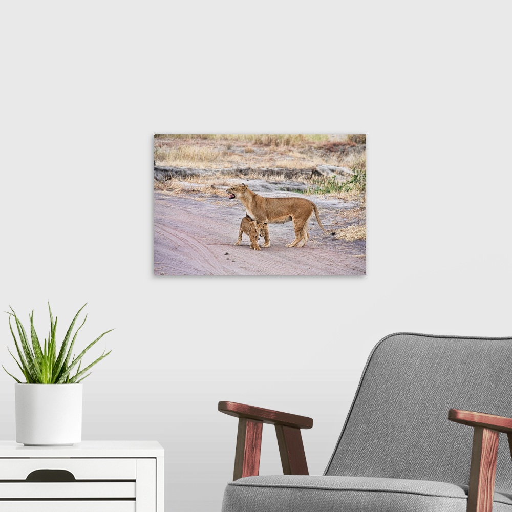 A modern room featuring A female lion and her cub