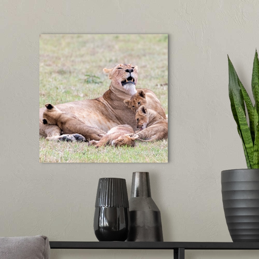 A modern room featuring A female lion and her cubs  in Maasai Mara National Park, Kenya, Africa.