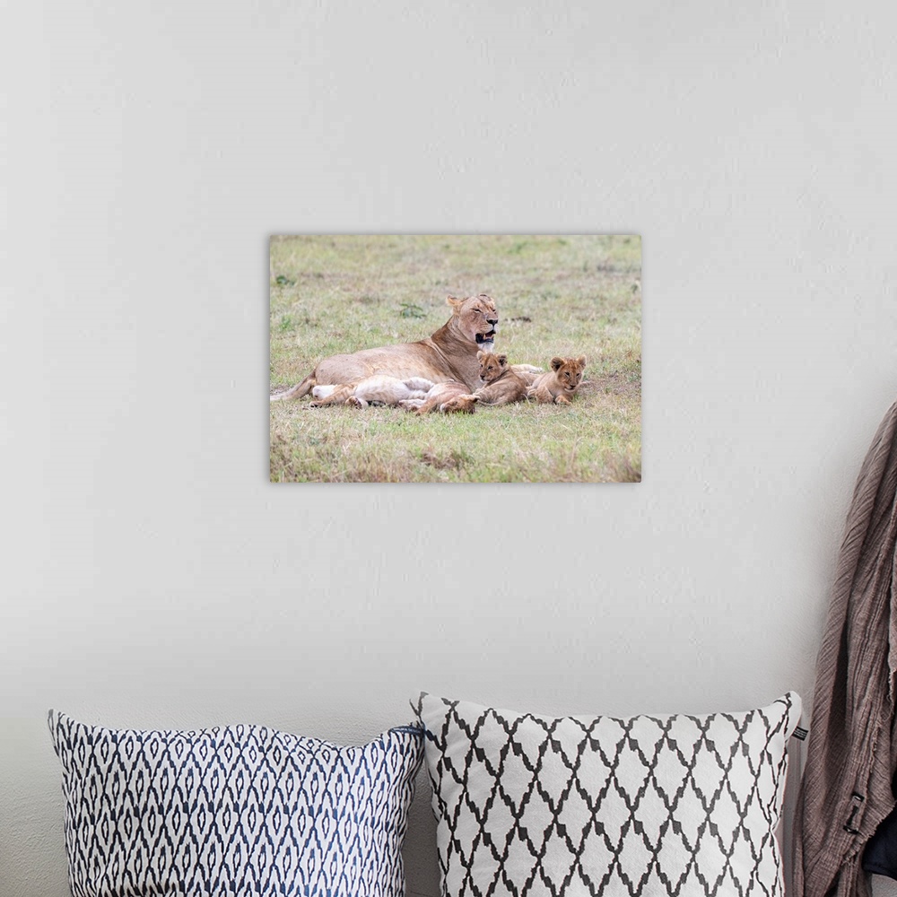 A bohemian room featuring A female lion and her cubs  in Maasai Mara National Park, Kenya, Africa.