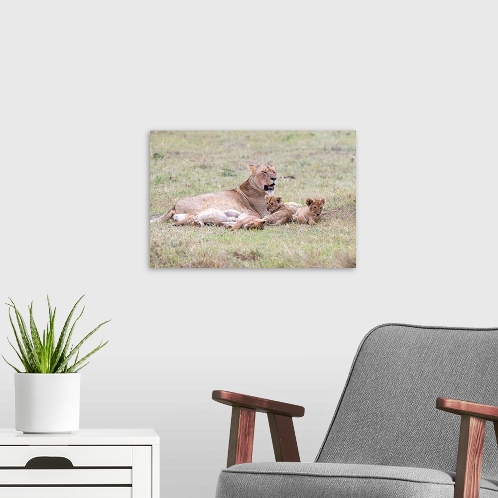 A modern room featuring A female lion and her cubs  in Maasai Mara National Park, Kenya, Africa.