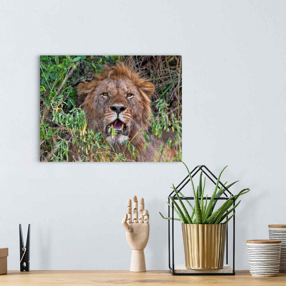 A bohemian room featuring A male lion looks right at the camera in the Serengeti, Tanzania, Africa.
