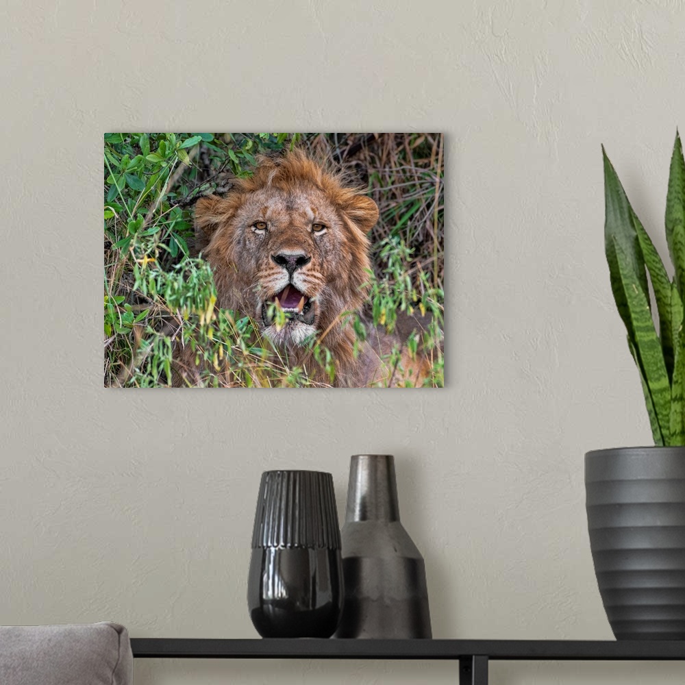 A modern room featuring A male lion looks right at the camera in the Serengeti, Tanzania, Africa.