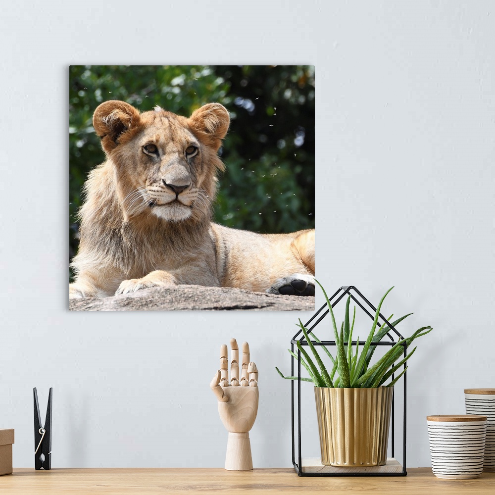 A bohemian room featuring A male lion on a rock in Serengeti, Tanzania, Africa