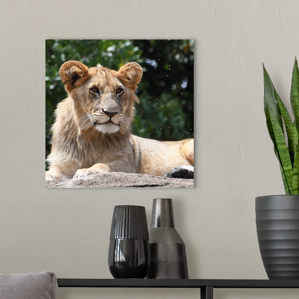 A modern room featuring A male lion on a rock in Serengeti, Tanzania, Africa