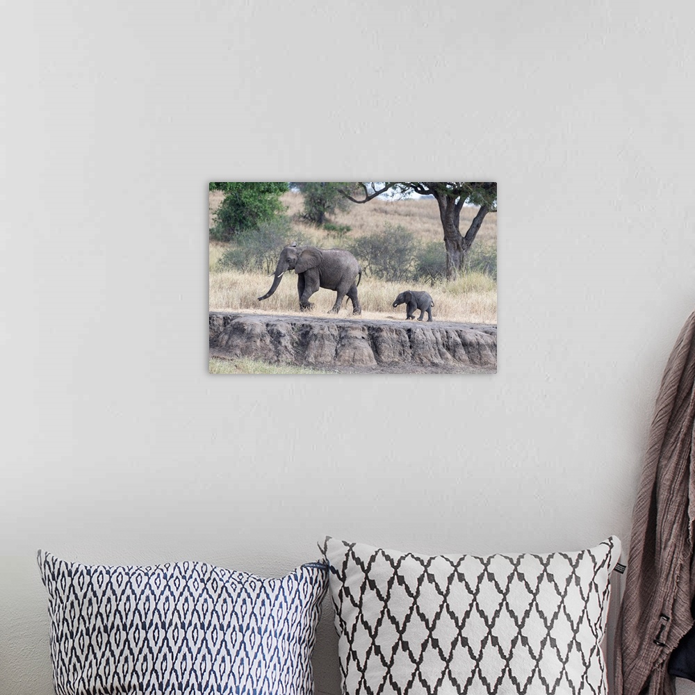 A bohemian room featuring Two elephants walking in Tanzania, Africa
