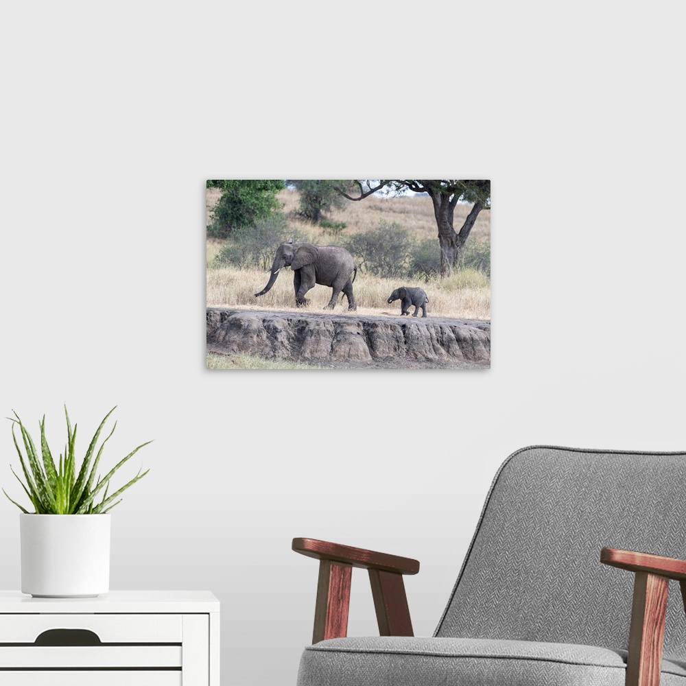 A modern room featuring Two elephants walking in Tanzania, Africa