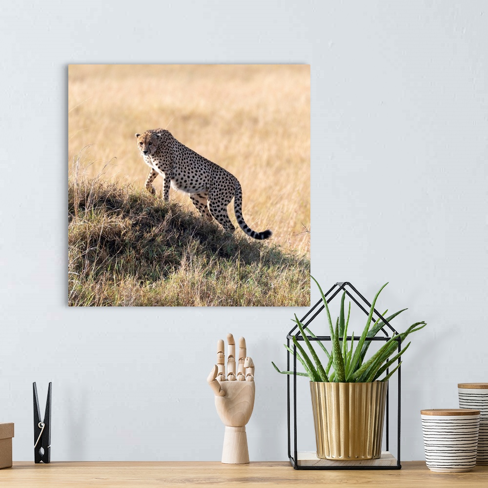 A bohemian room featuring A Cheetah looks across vast grasslands in it's perfect hunting grounds in Serengeti, Tanzania, Af...