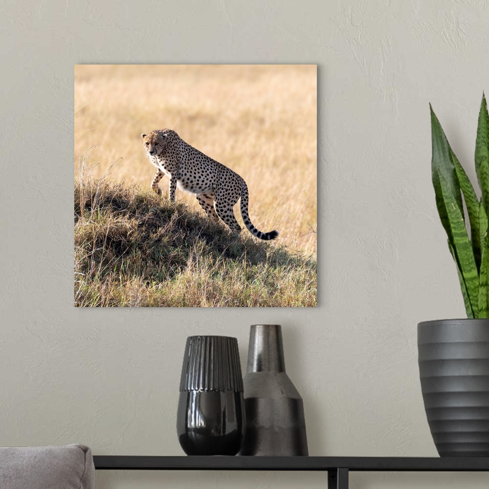 A modern room featuring A Cheetah looks across vast grasslands in it's perfect hunting grounds in Serengeti, Tanzania, Af...