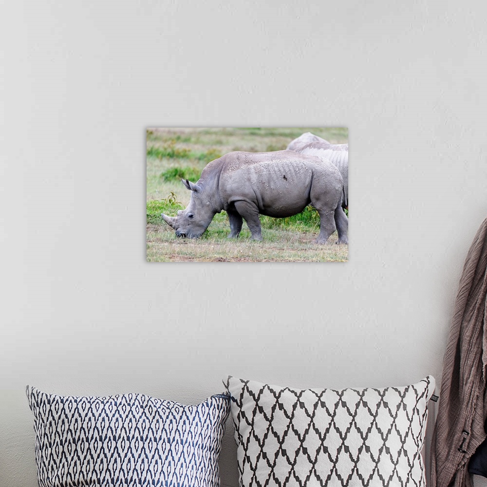 A bohemian room featuring A rare Rhino grazes in Kenya, Africa