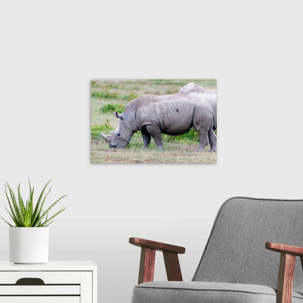 A modern room featuring A rare Rhino grazes in Kenya, Africa