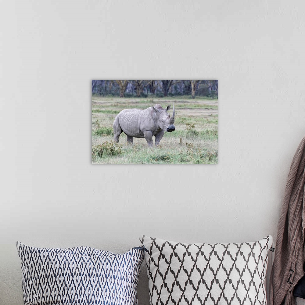 A bohemian room featuring A rare Rhino grazes in Kenya, Africa