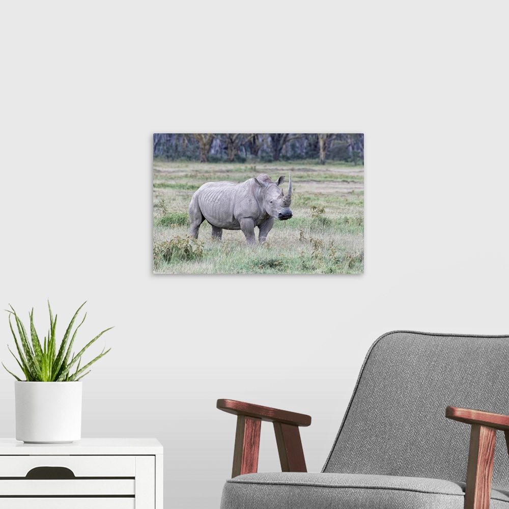 A modern room featuring A rare Rhino grazes in Kenya, Africa