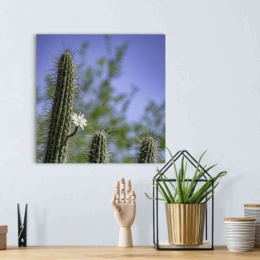 A bohemian room featuring Saguaro Cactus with single bloom in the Arizona desert