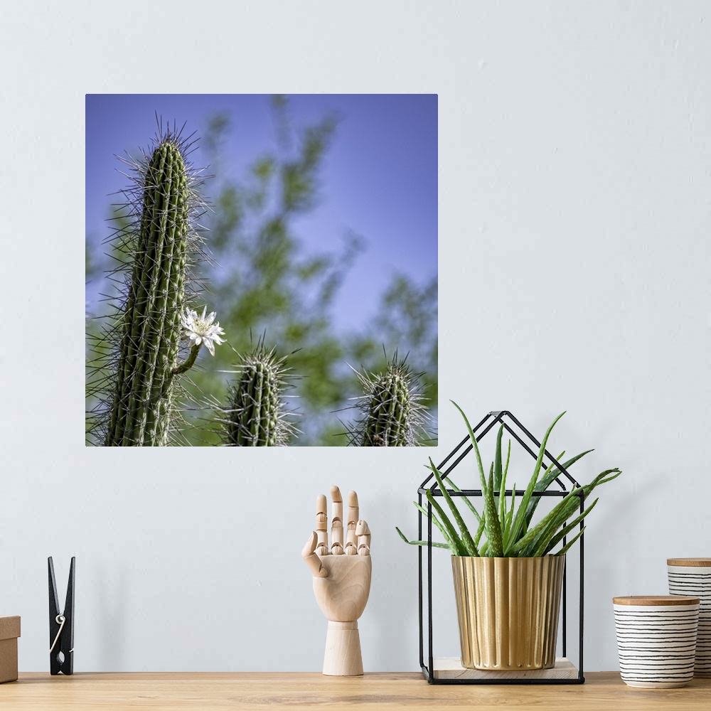 A bohemian room featuring Saguaro Cactus with single bloom in the Arizona desert