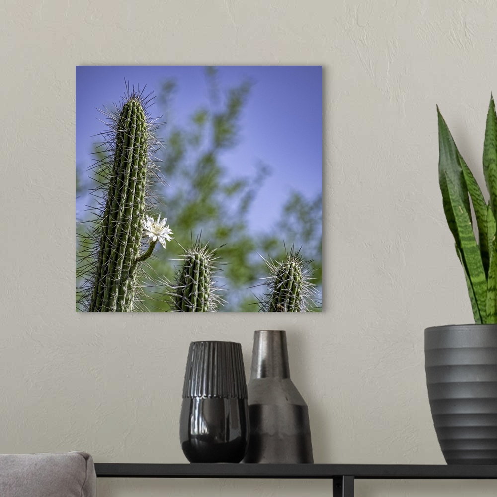 A modern room featuring Saguaro Cactus with single bloom in the Arizona desert