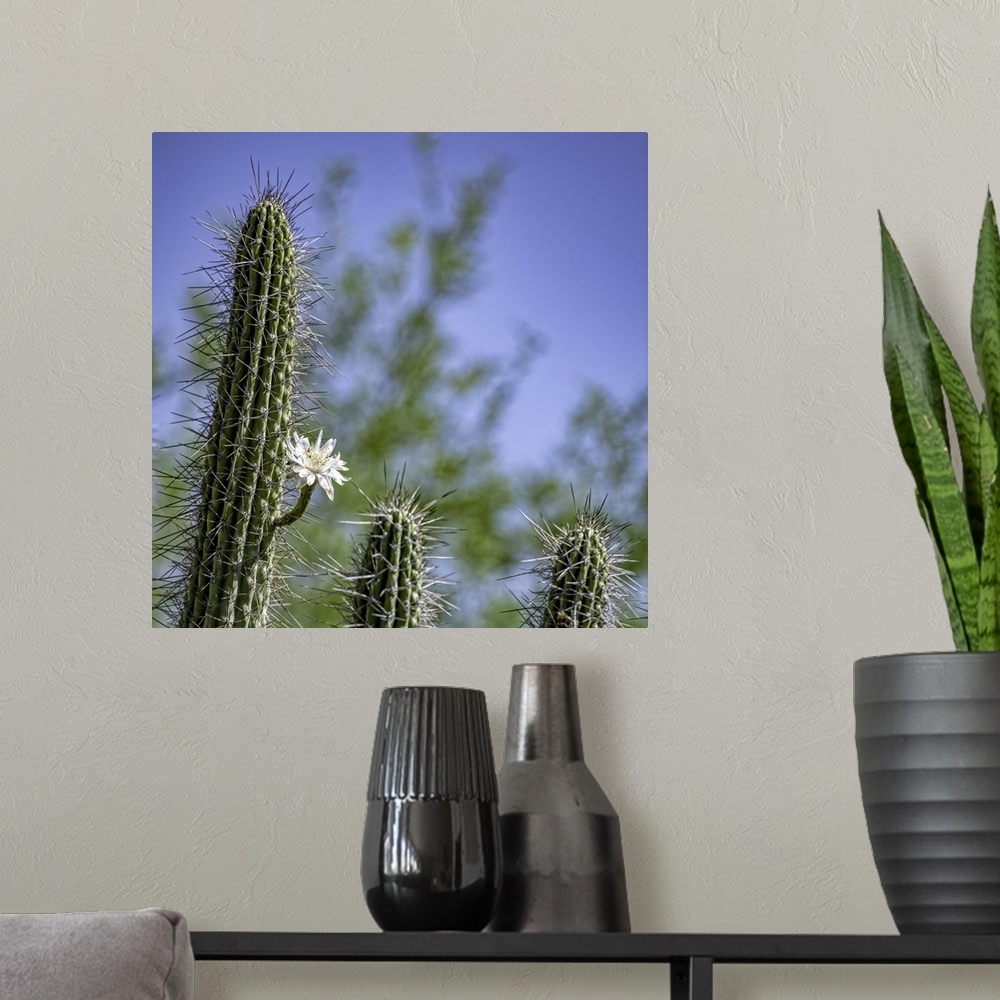 A modern room featuring Saguaro Cactus with single bloom in the Arizona desert