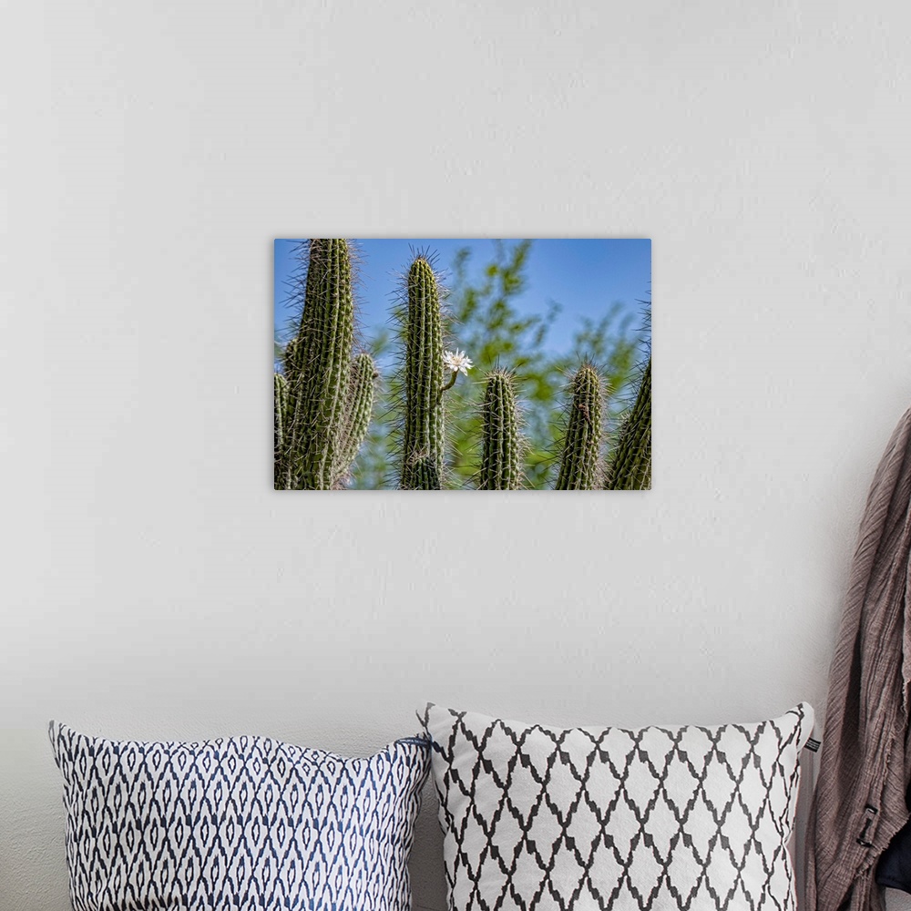 A bohemian room featuring Several saguaro cactus in the Arizona desert