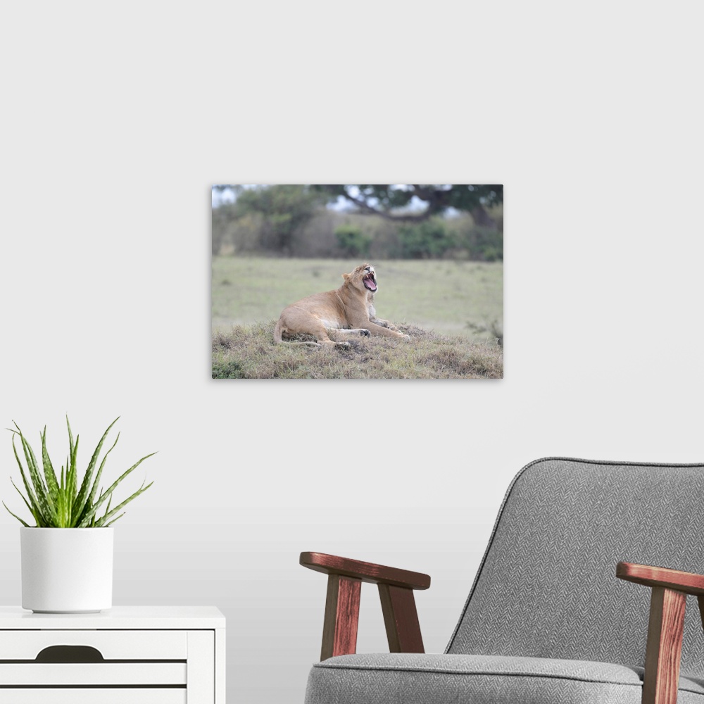 A modern room featuring A female lion snarls (or yawns) in Maasai Mara National Park, Kenya, Africa.