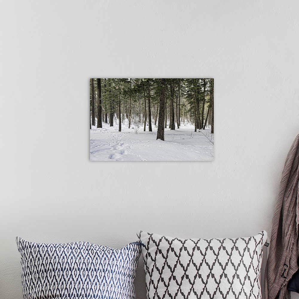 A bohemian room featuring Snow-covered pine forest in Yosemite