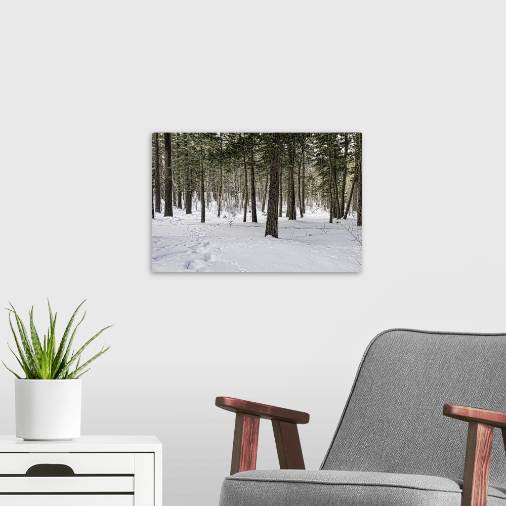 A modern room featuring Snow-covered pine forest in Yosemite