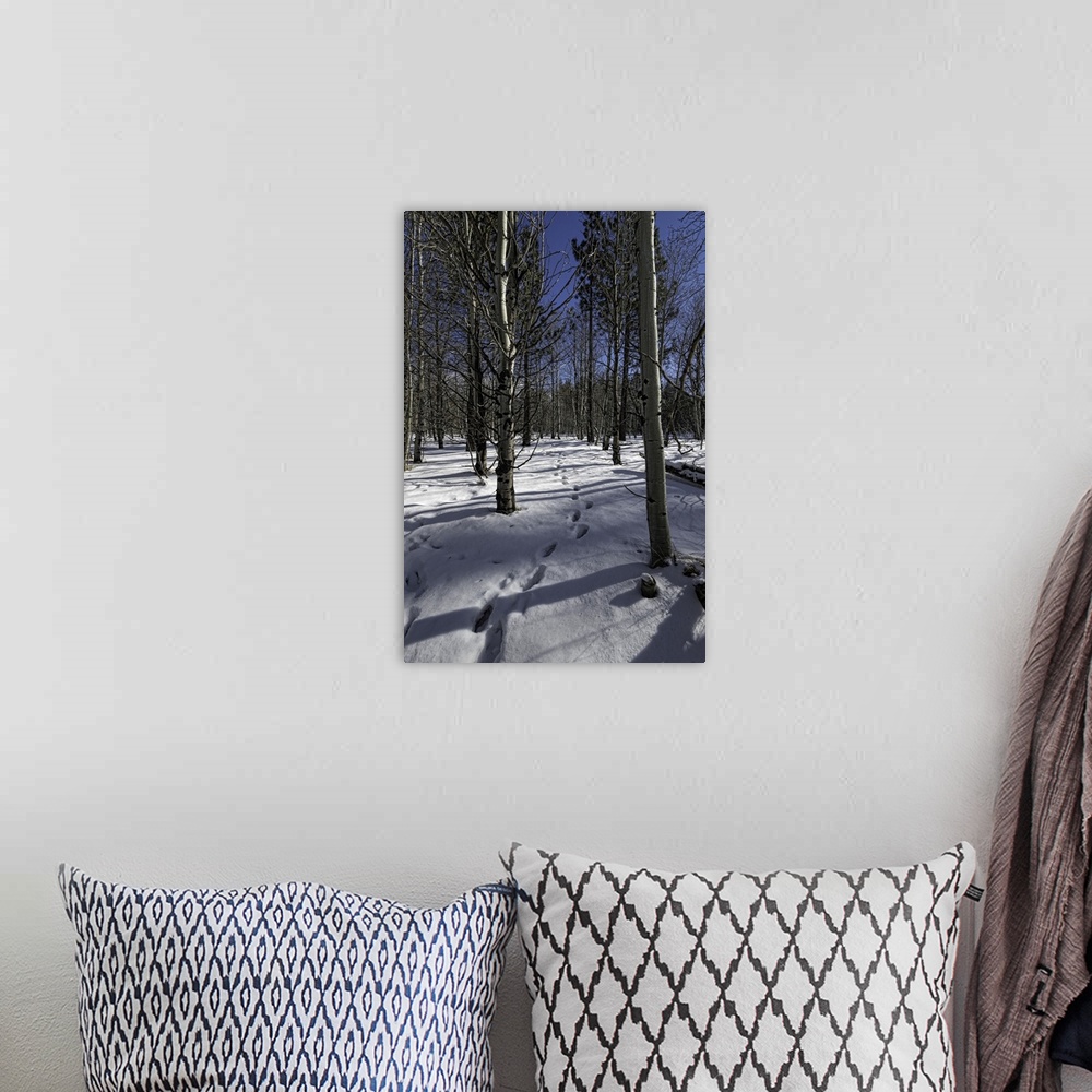 A bohemian room featuring Snowy path through forest