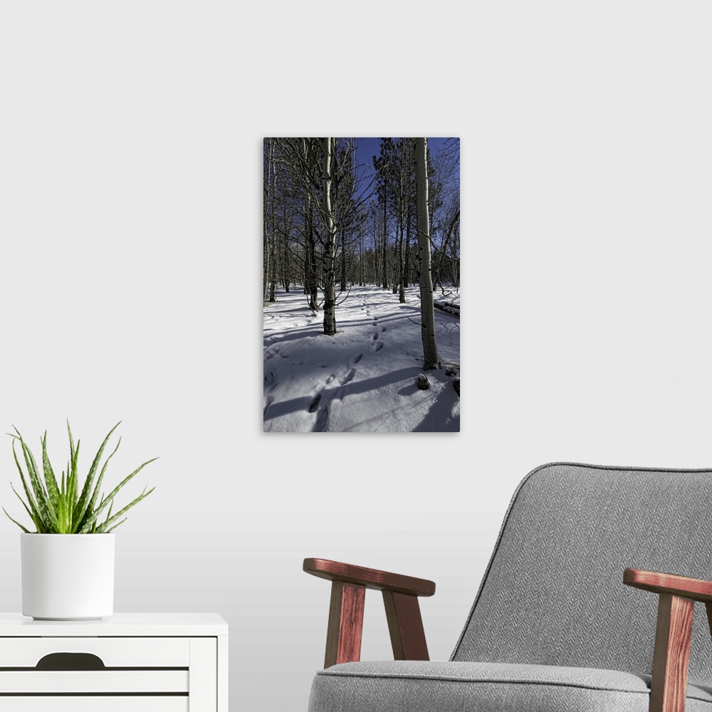 A modern room featuring Snowy path through forest