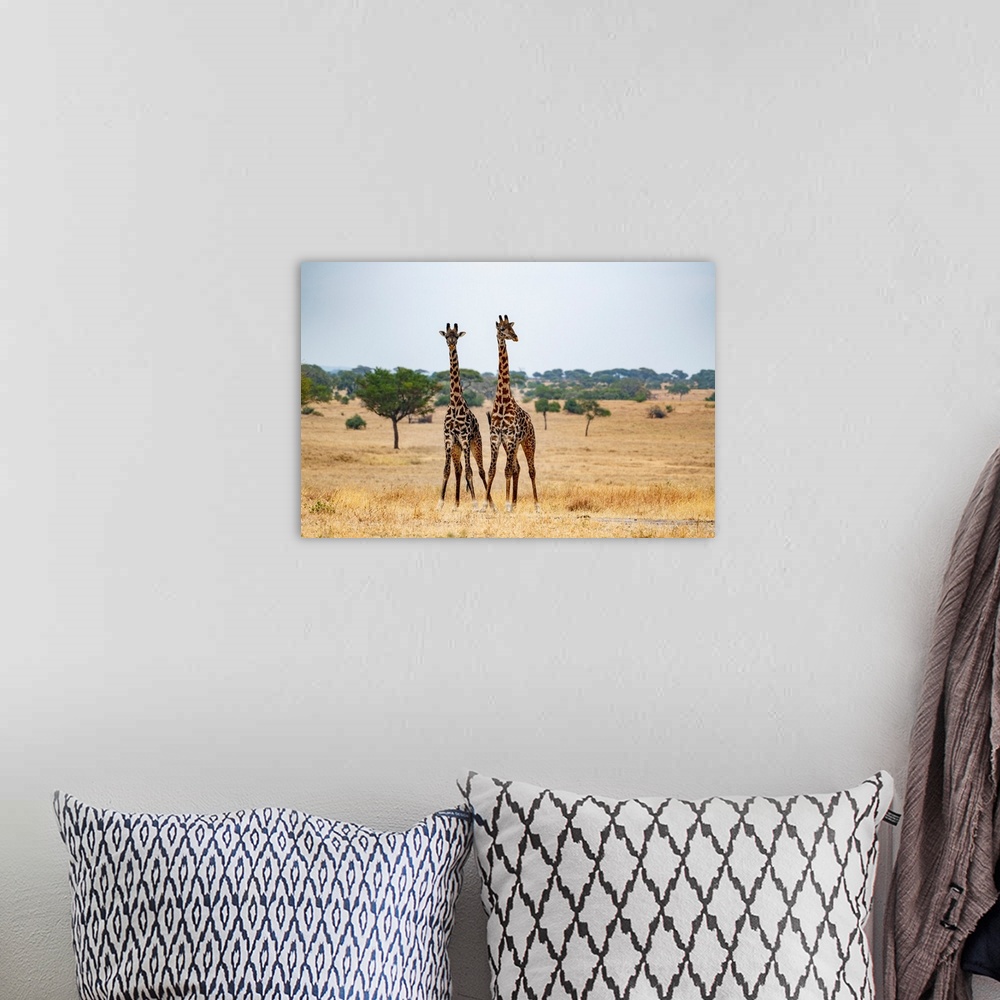 A bohemian room featuring Tall giraffes in the Serengeti.