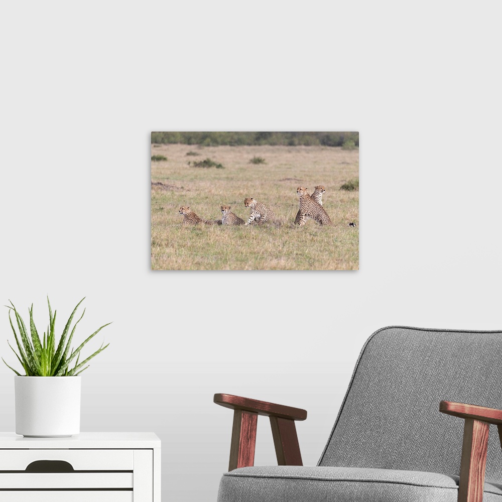 A modern room featuring Five Cheetah males in tall grass in Maasai Mara National Park, Kenya, Africa.