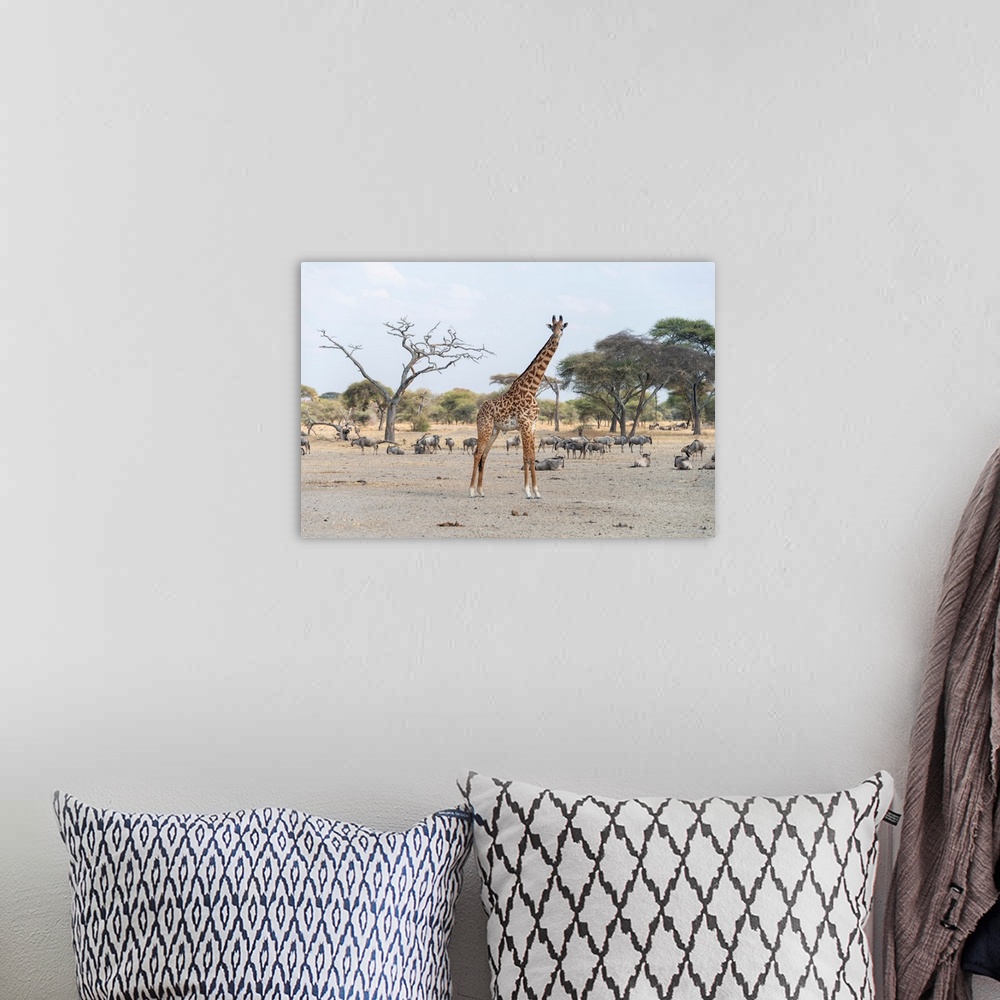 A bohemian room featuring Animals in Serengeti National Park, Tanzania, Africa