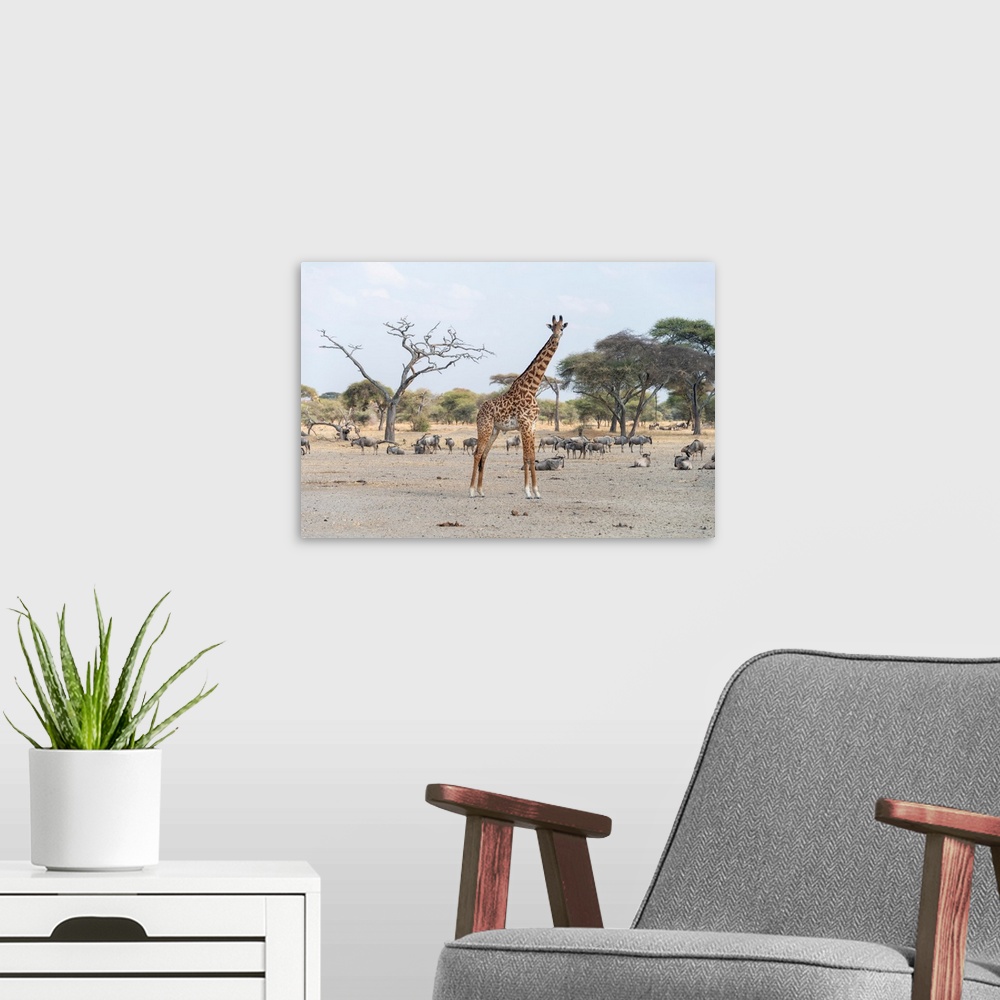 A modern room featuring Animals in Serengeti National Park, Tanzania, Africa