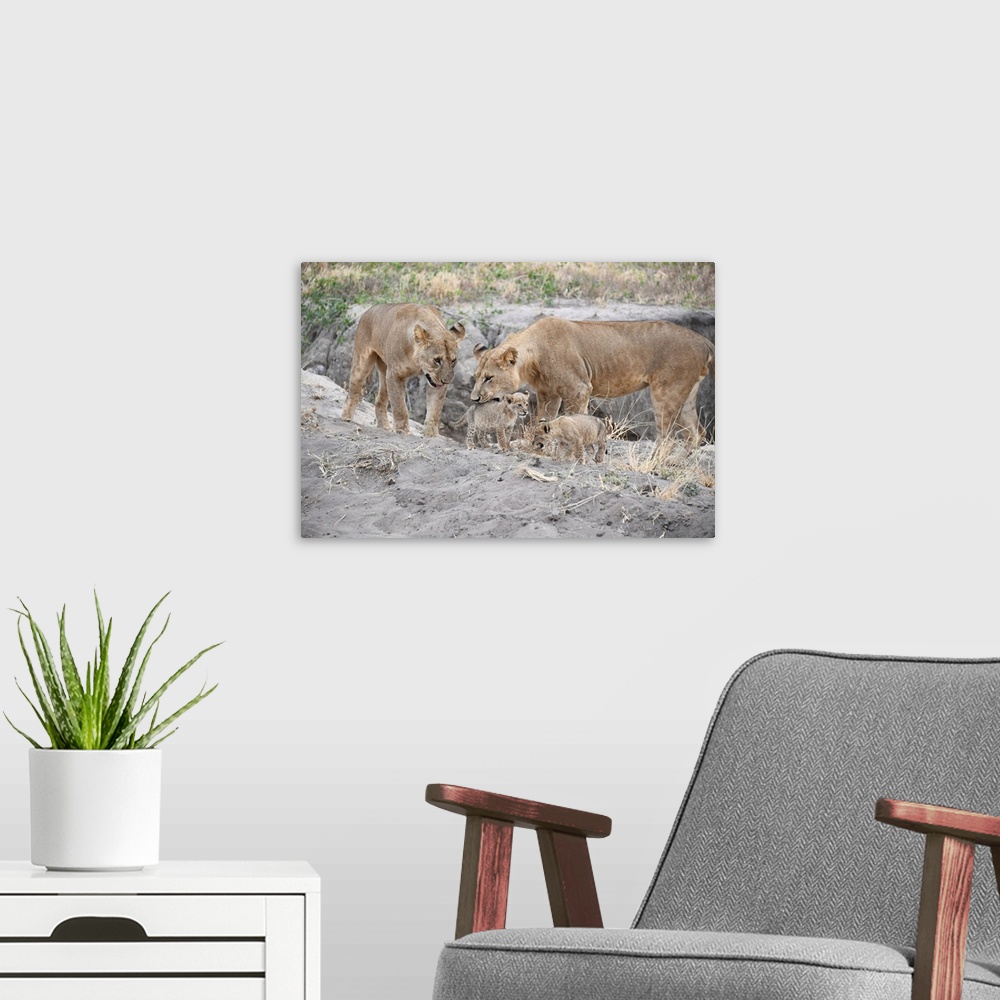 A modern room featuring A female Lioness grabs her cub with tenderness. Serengeti National Preserve, Tanzania, Africa.