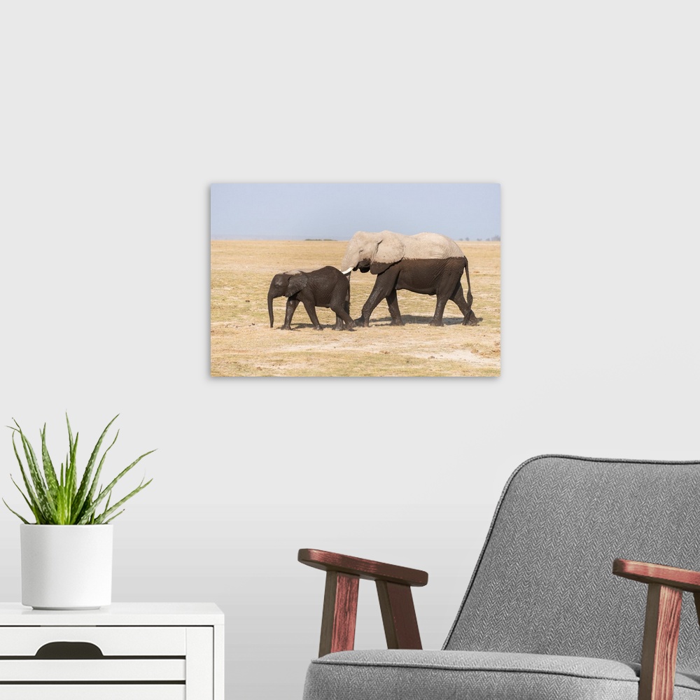 A modern room featuring Two elephants appear two toned having walked through deep watery swamp areas.