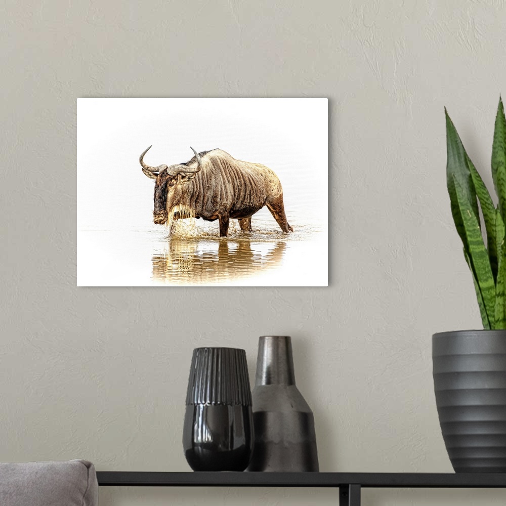 A modern room featuring A wildebeest, isolated on a white background